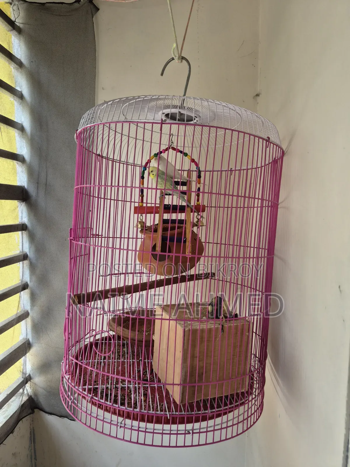 বাজরিগার পাখির জোড়া খাঁচাসহ