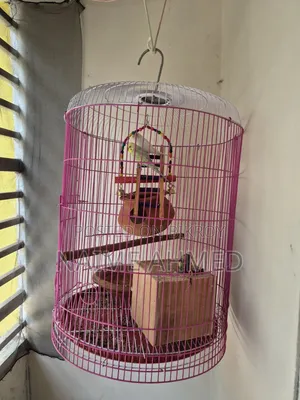 বাজরিগার পাখির জোড়া খাঁচাসহ