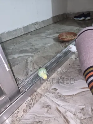 বাজরিগার পাখির জোড়া খাঁচাসহ