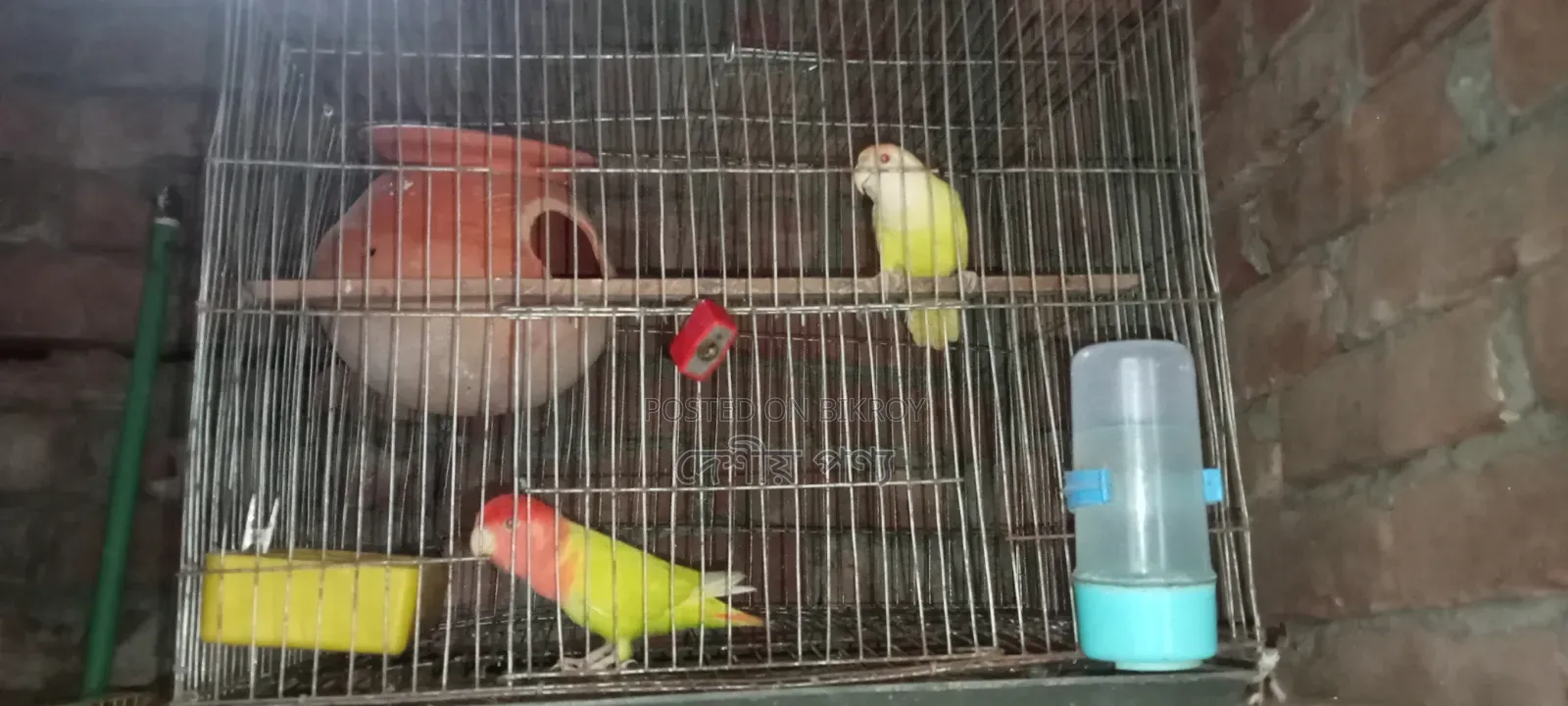 লাভ বার্ড রেড হেড