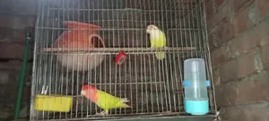 লাভ বার্ড রেড হেড