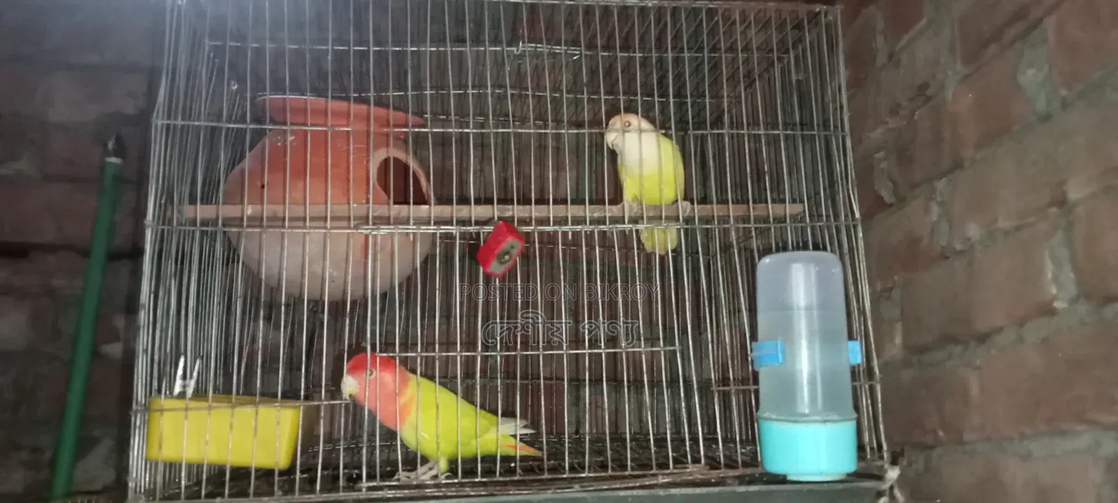 লাভ বার্ড রেড হেড