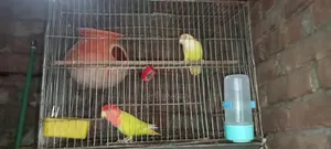 লাভ বার্ড রেড হেড