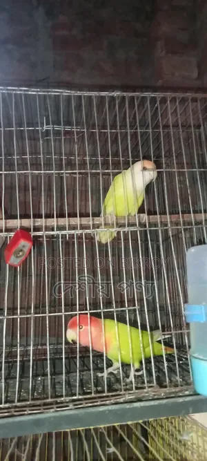 লাভ বার্ড রেড হেড
