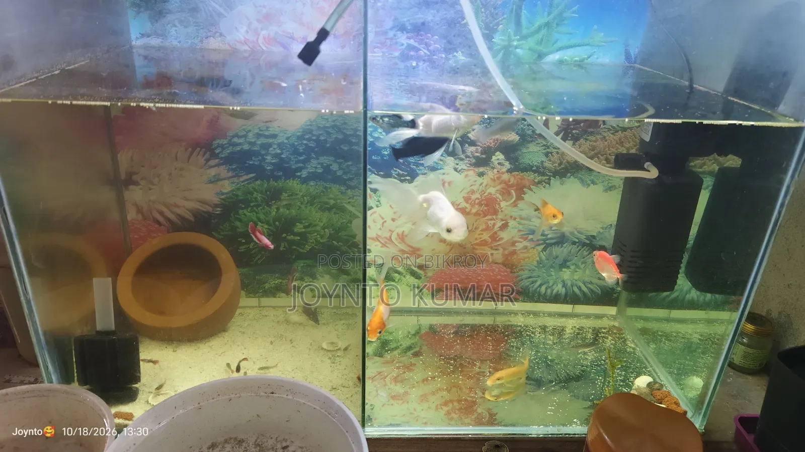 This is a fish aquarium.