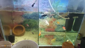 This is a fish aquarium.