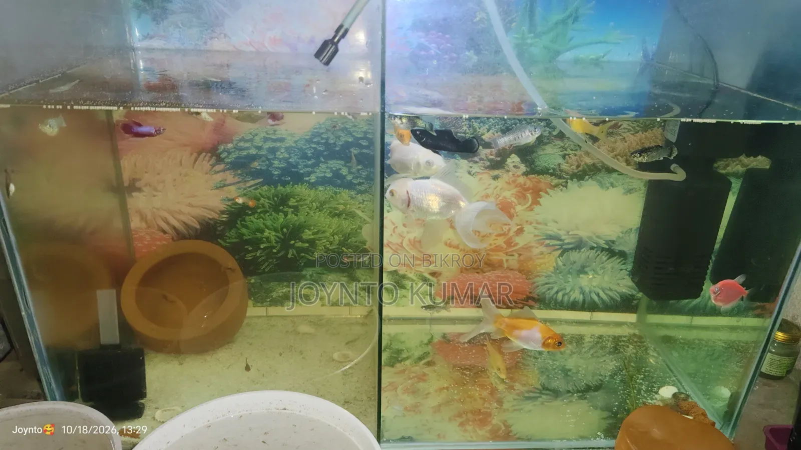 This is a fish aquarium.