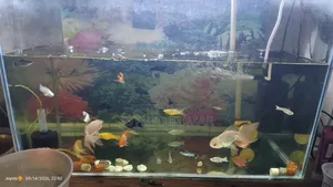 This is a fish aquarium.