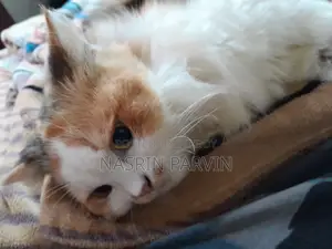 6-12 Months Female Purebred Persian Cat