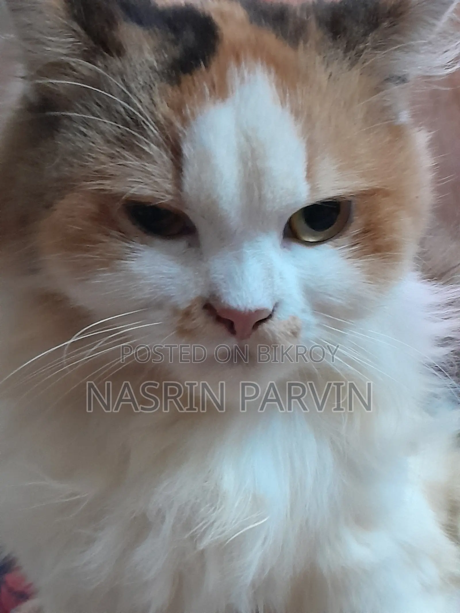 6-12 Months Female Purebred Persian Cat