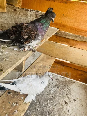 Pigeon (Feel Back Pigeon)