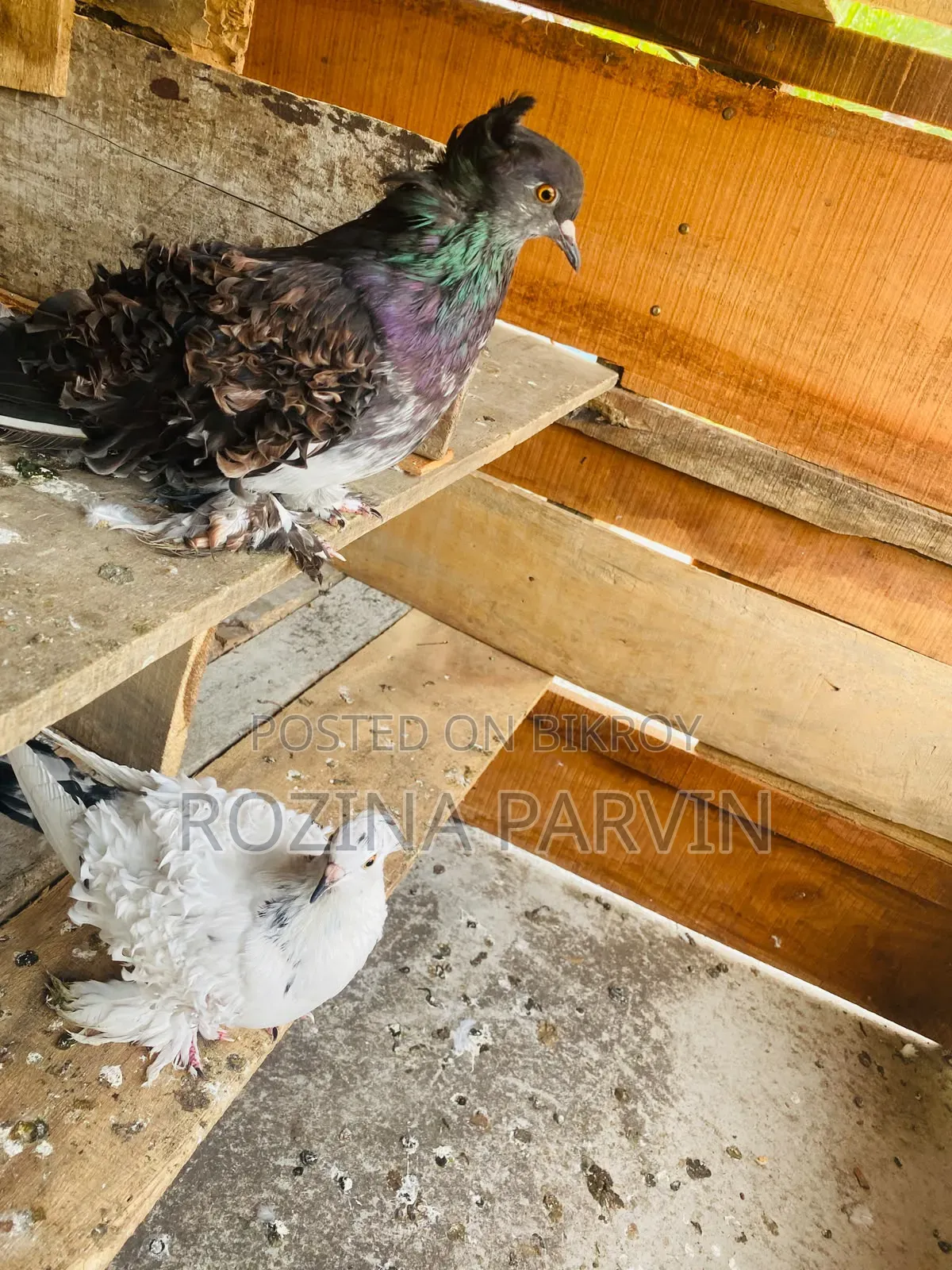 Pigeon (Feel Back Pigeon)