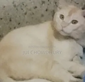 1+ year Male Mixed Breed Cat