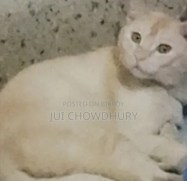 1+ year Male Mixed Breed Cat