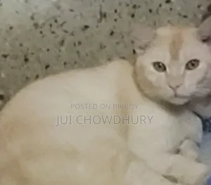1+ year Male Mixed Breed Cat