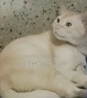 1+ year Male Mixed Breed Cat