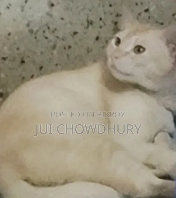 1+ year Male Mixed Breed Cat