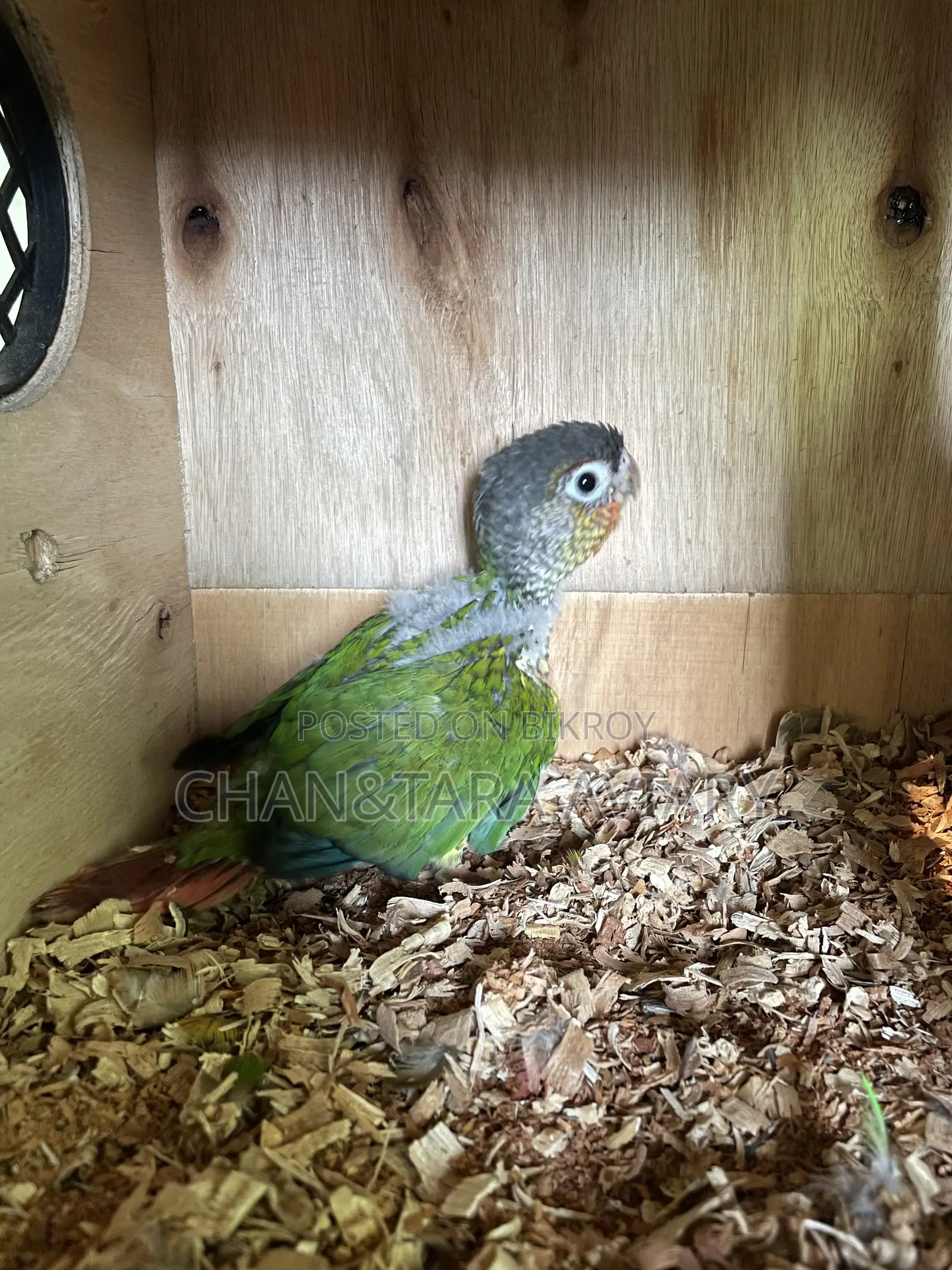 Green Chick Conure Red Factor Tame Size