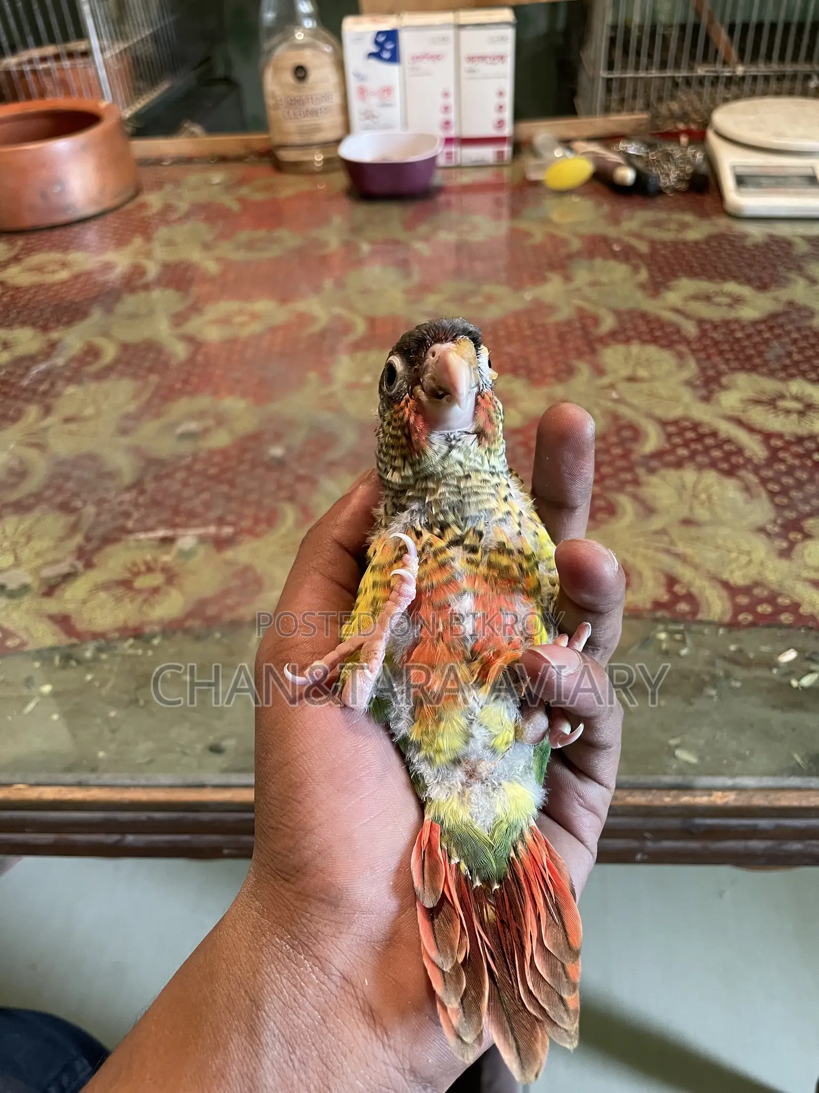 Green Chick Conure Red Factor Tame Size