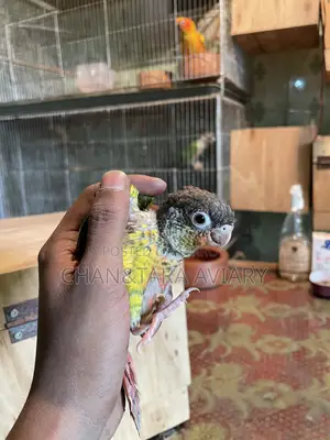 Green Chick Conure Red Factor Tame Size