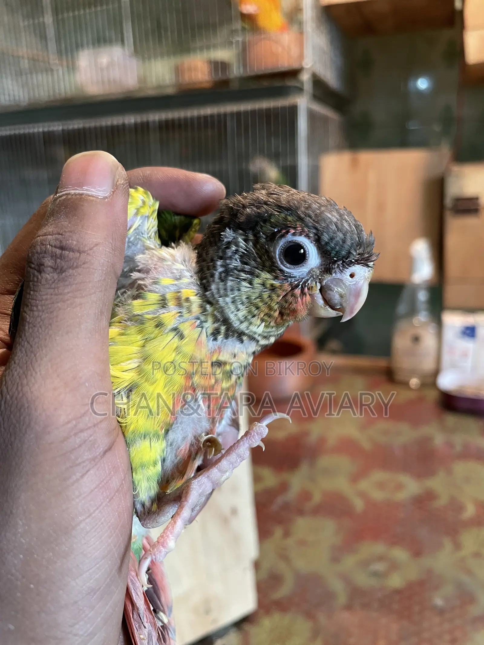 Green Chick Conure Red Factor Tame Size