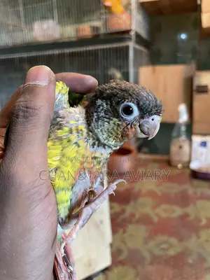 Green Chick Conure Red Factor Tame Size