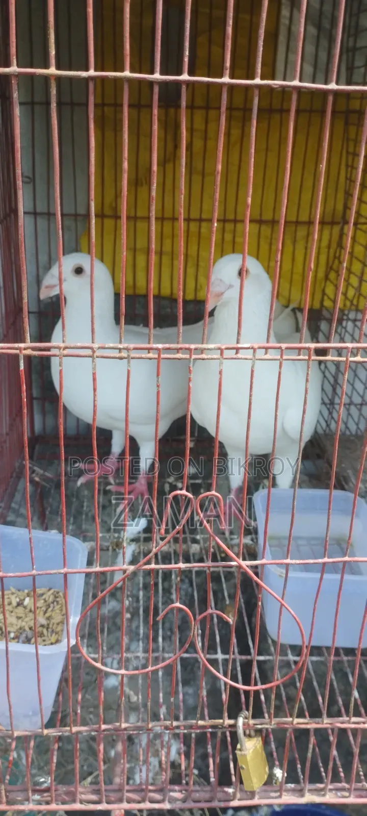 Lakkha, Siraji, White Homing Pigeons