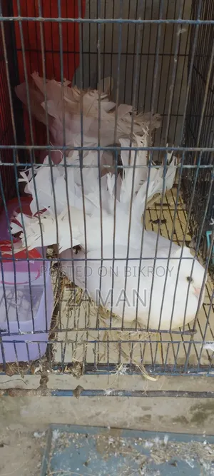 Lakkha, Siraji, White Homing Pigeons
