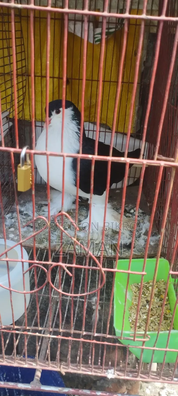 Lakkha, Siraji, White Homing Pigeons