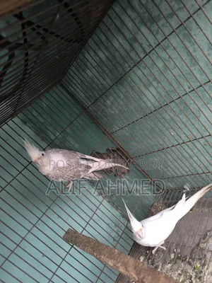 Cockatiel Bird