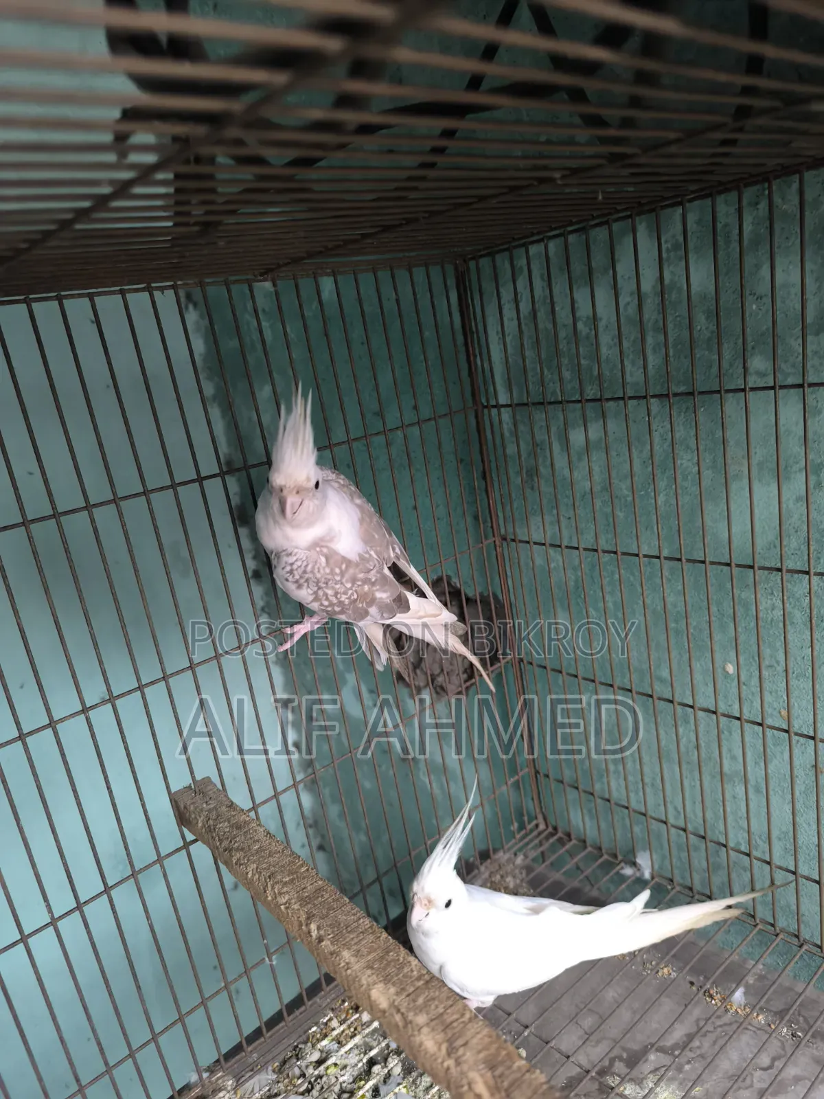 Cockatiel Bird