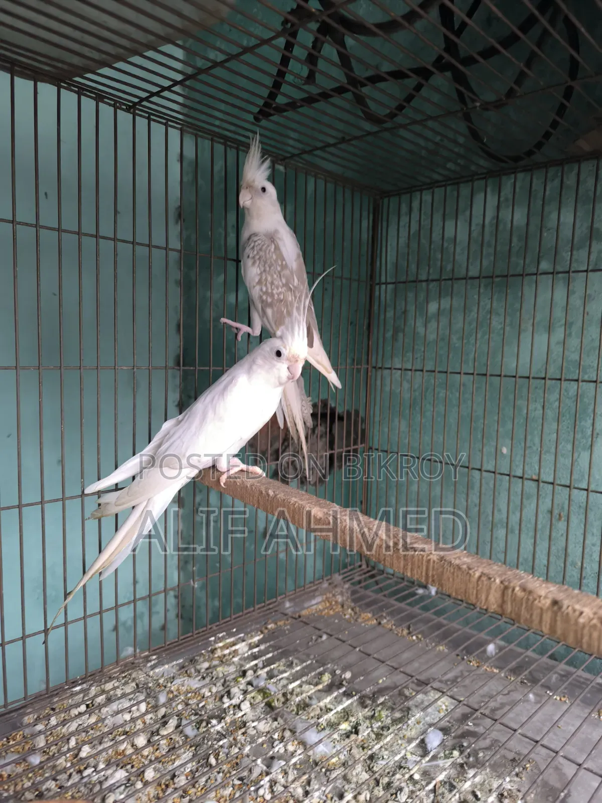 Cockatiel Bird