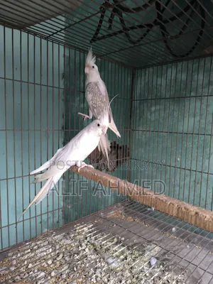 Cockatiel Bird