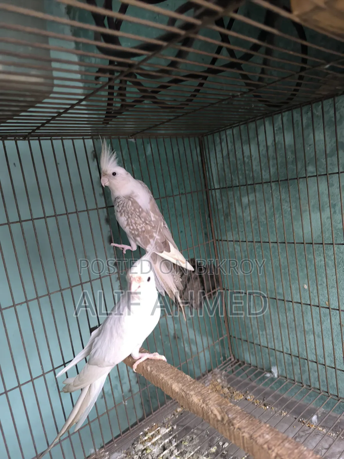 Cockatiel Bird