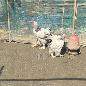 কলম্বিয়ান ব্রাহমা