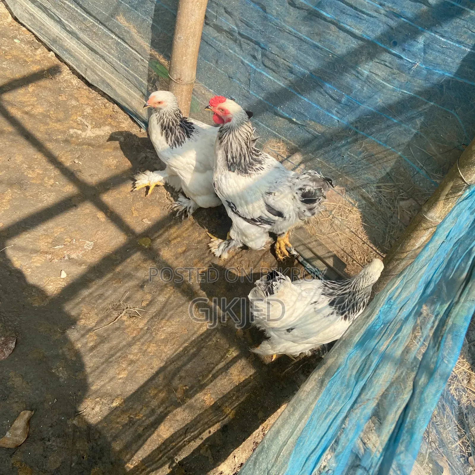 কলম্বিয়ান ব্রাহমা