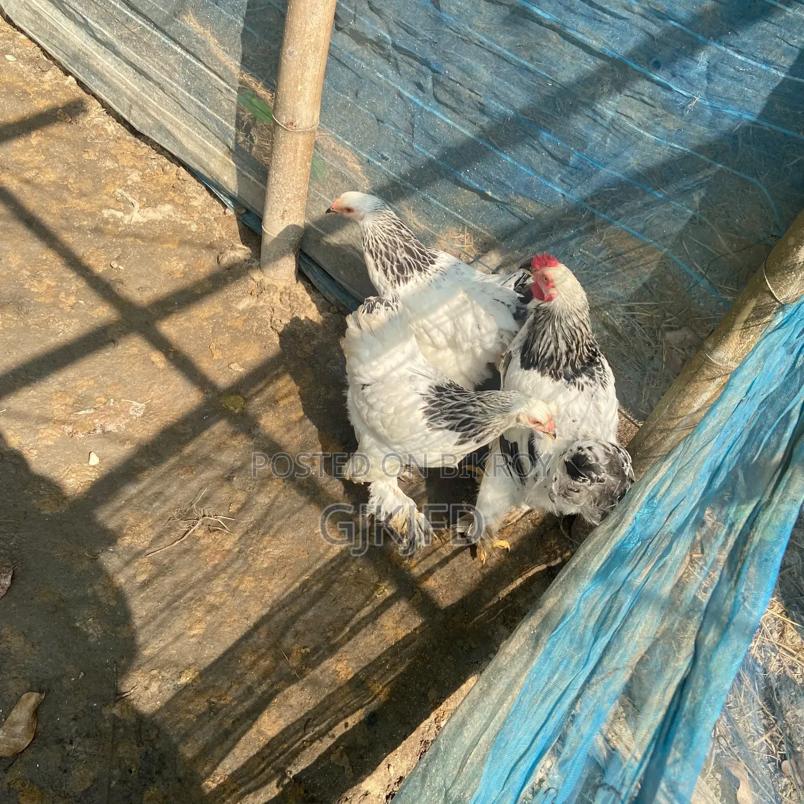 কলম্বিয়ান ব্রাহমা