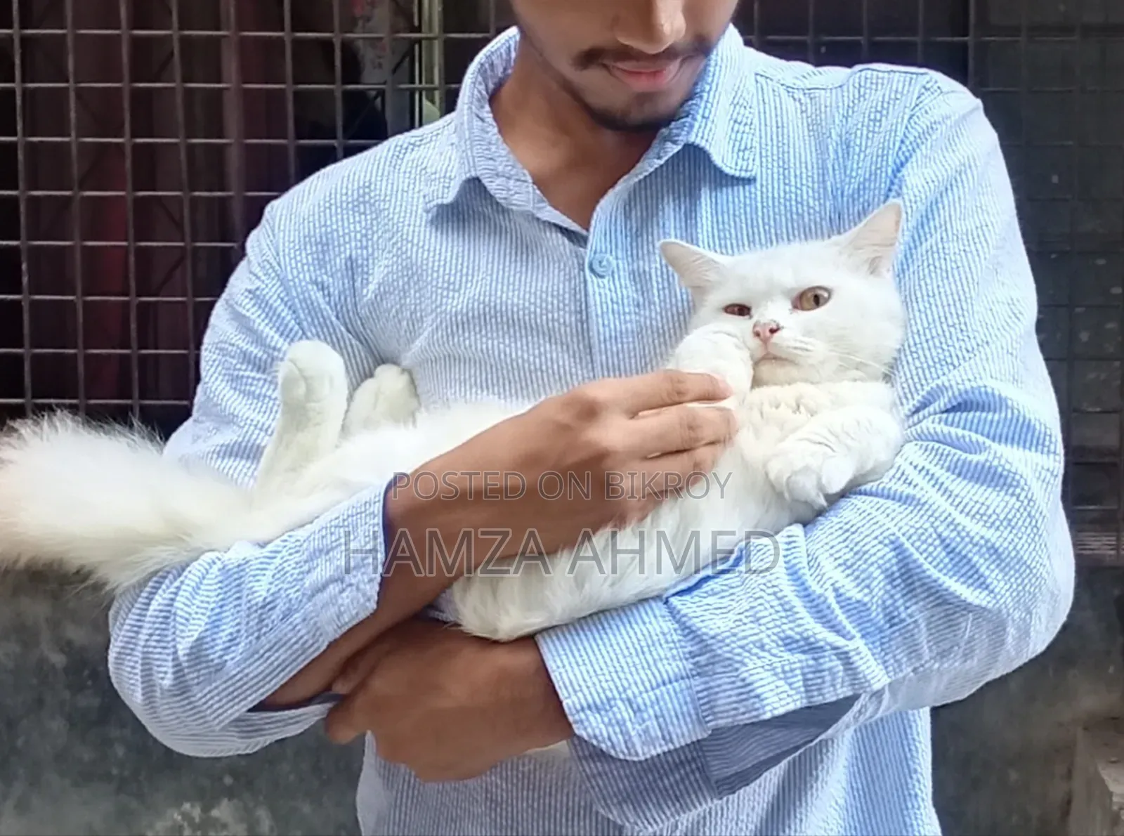 6-12 months Female Mixed Breed Persian