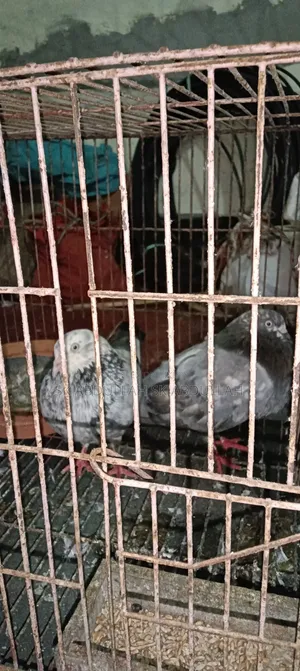 This pair of pigeons will be sold