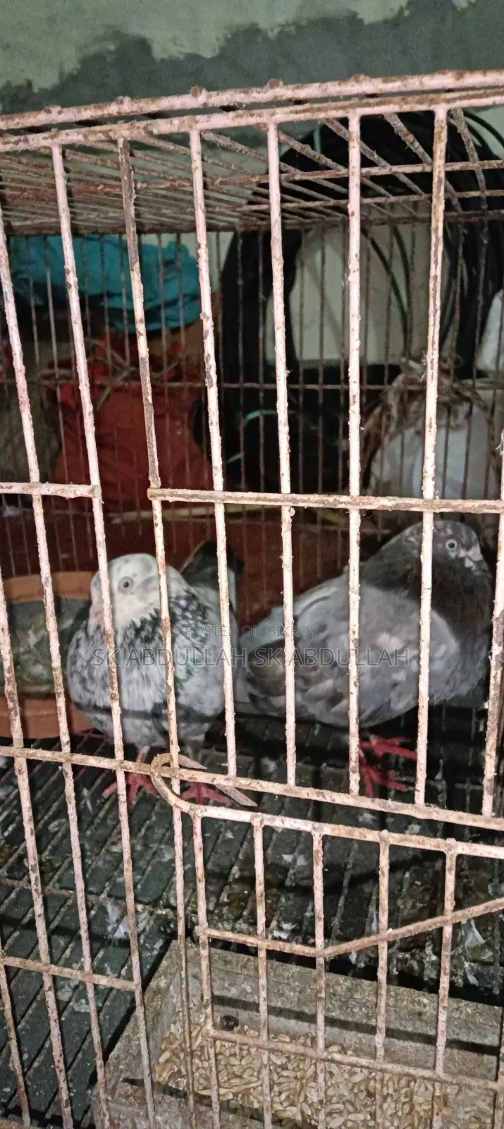 This pair of pigeons will be sold
