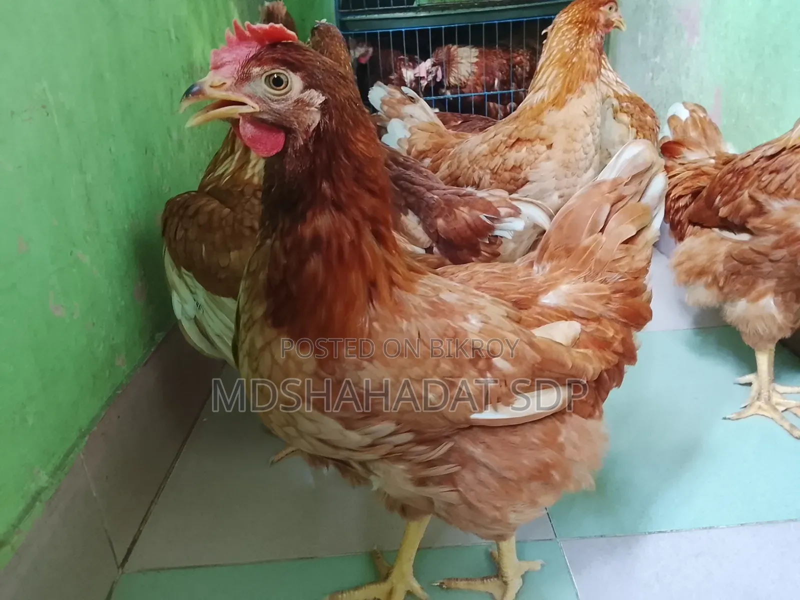 ৯ পিছ ব্রাউন লেয়ার মুরগী