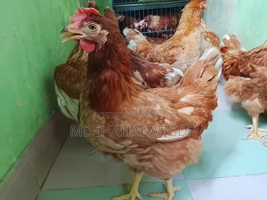9 Piece Brown Layer Chicken