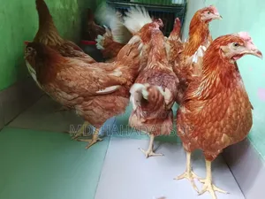 ৯ পিছ ব্রাউন লেয়ার মুরগী