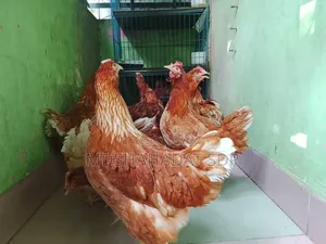 ৯ পিছ ব্রাউন লেয়ার মুরগী