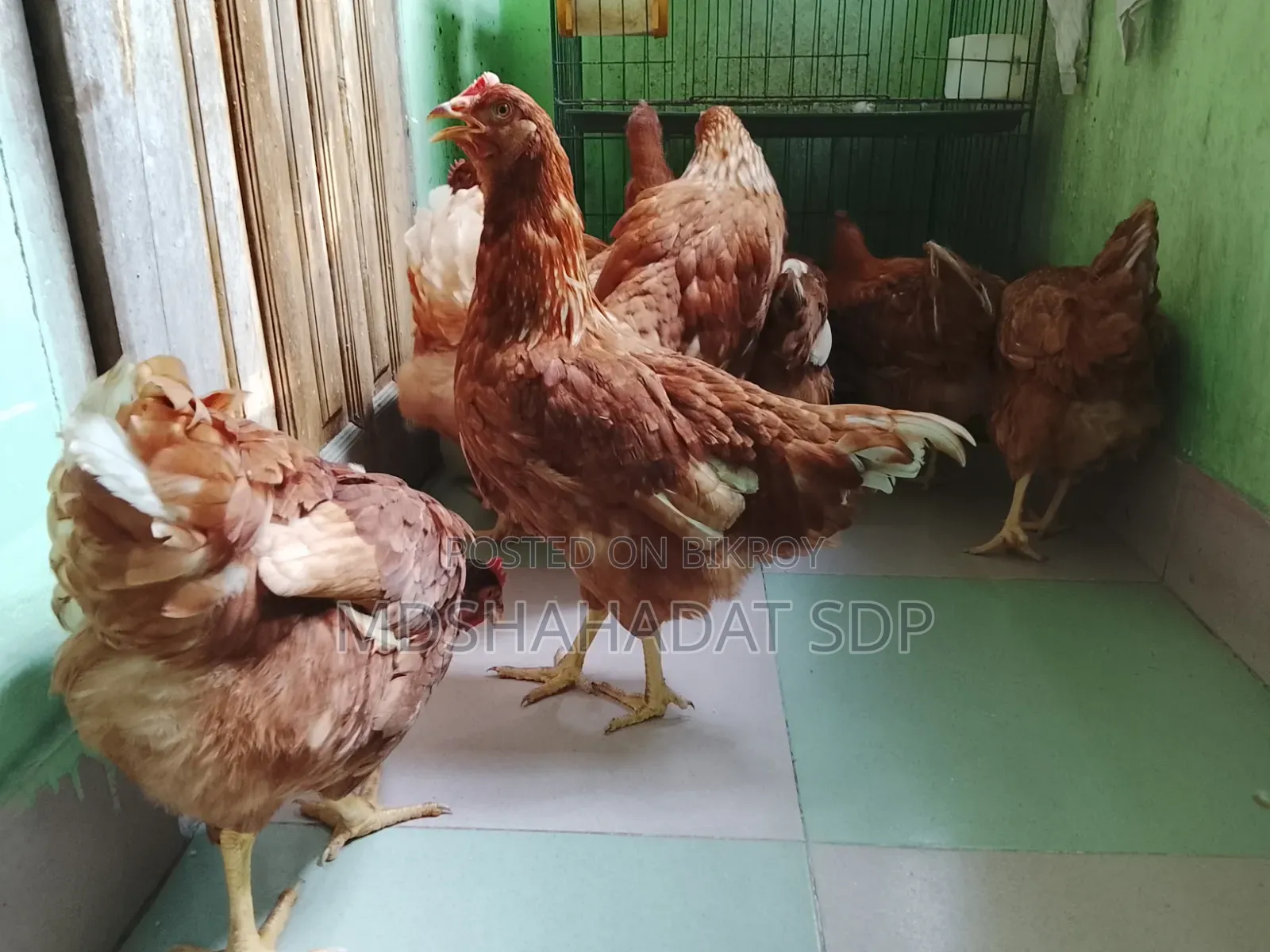 ৯ পিছ ব্রাউন লেয়ার মুরগী