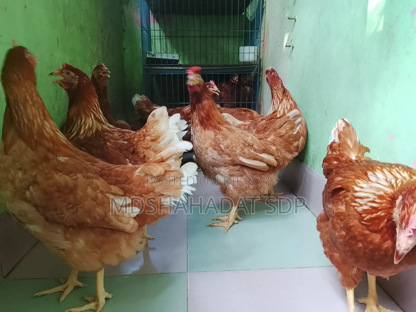 ৯ পিছ ব্রাউন লেয়ার মুরগী