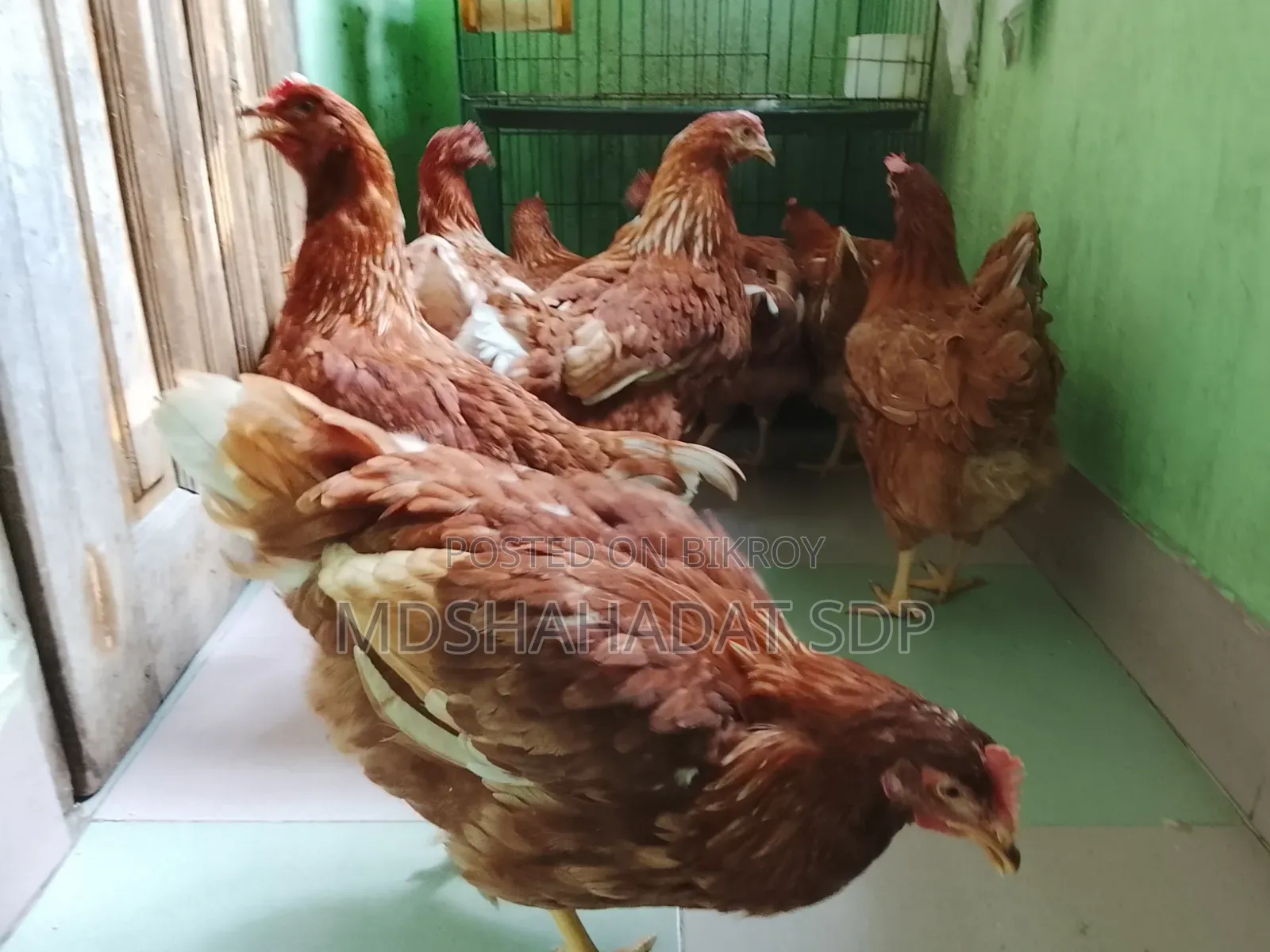 ৯ পিছ ব্রাউন লেয়ার মুরগী