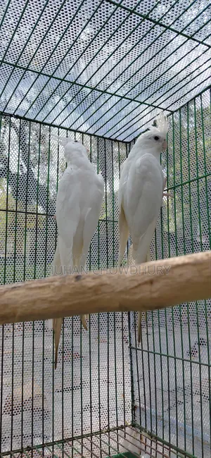 Albion Red Eye Running Cockatiel Bird