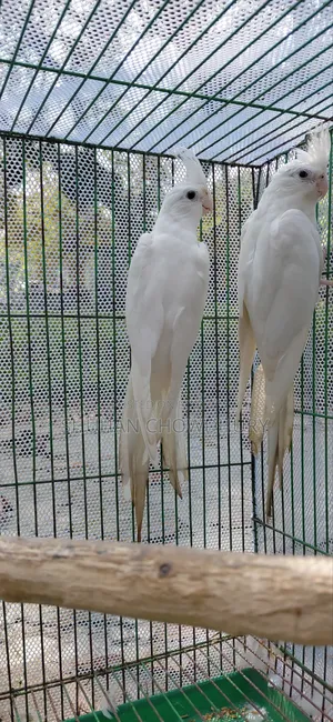 Albion Red Eye Running Cockatiel Bird