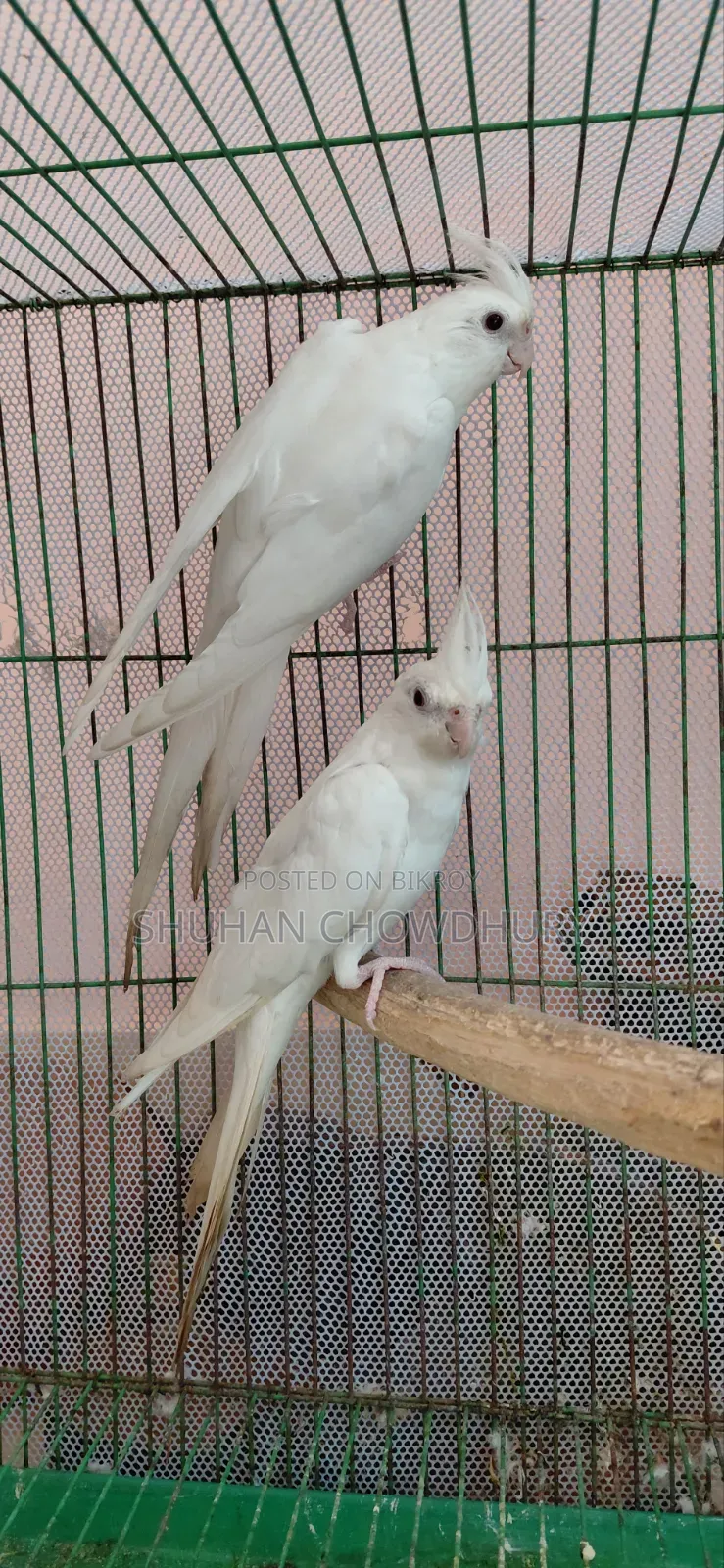 Albion Red Eye Running Cockatiel Bird